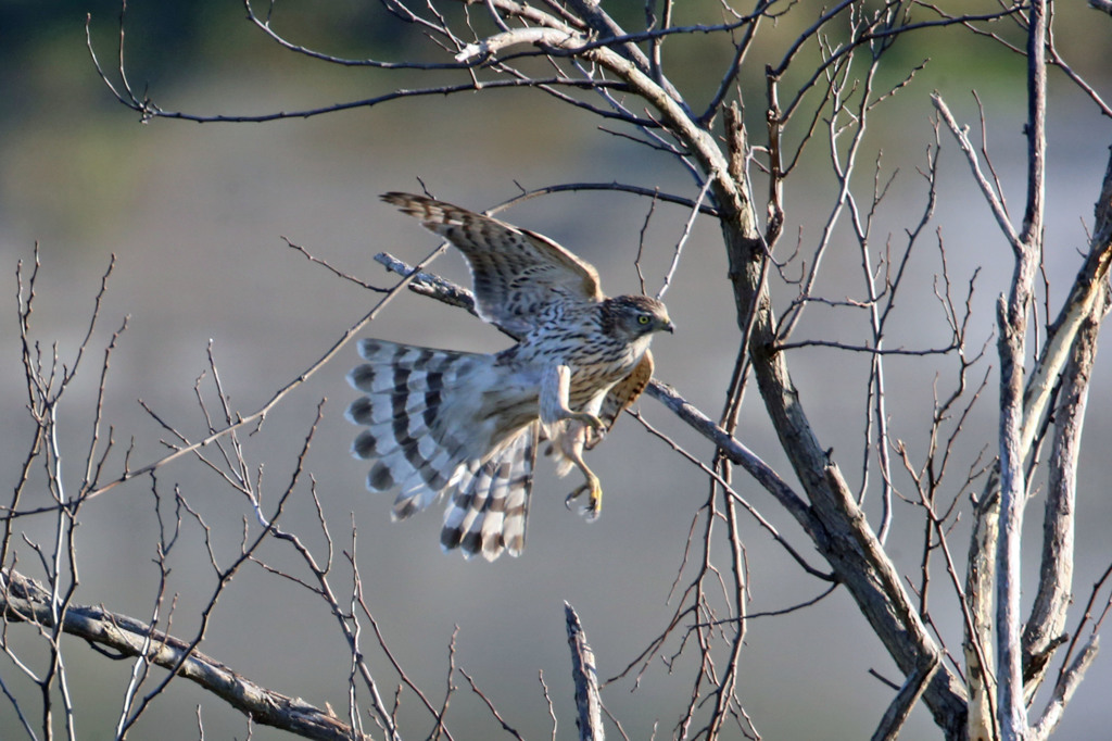 カラスに追われる