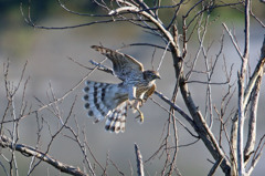 カラスに追われる