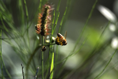 そこには蜜ないよ