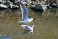 ユリカモメ飛び出し