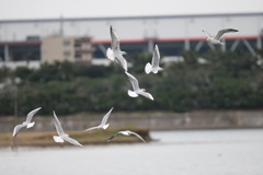 ユリカモメ飛ぶ