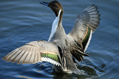 背中綺麗でしょ-2