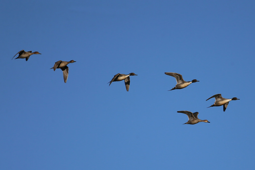 青空とオナガガモ