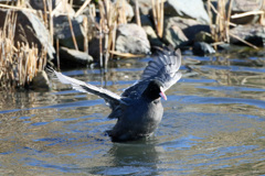 オオバン定番ポーズ