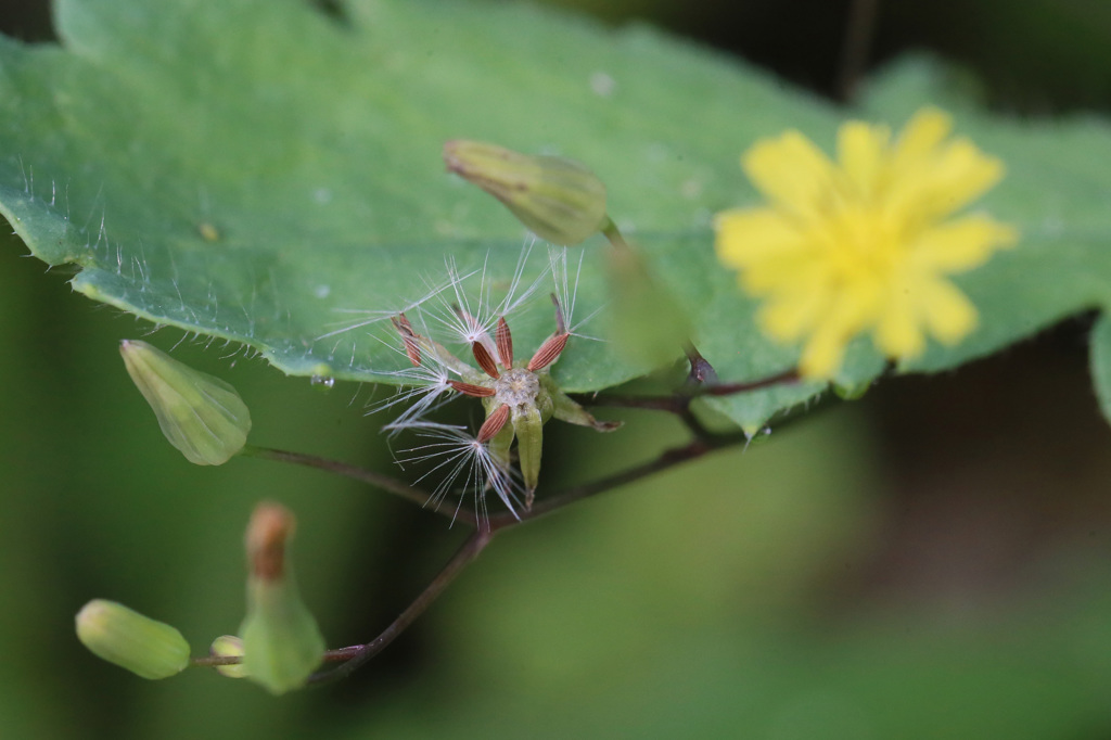 来年はここから
