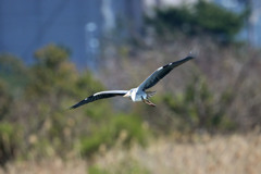 アオサギセーフ