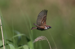 スズメ飛ぶ