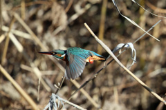 翡翠飛行中その2