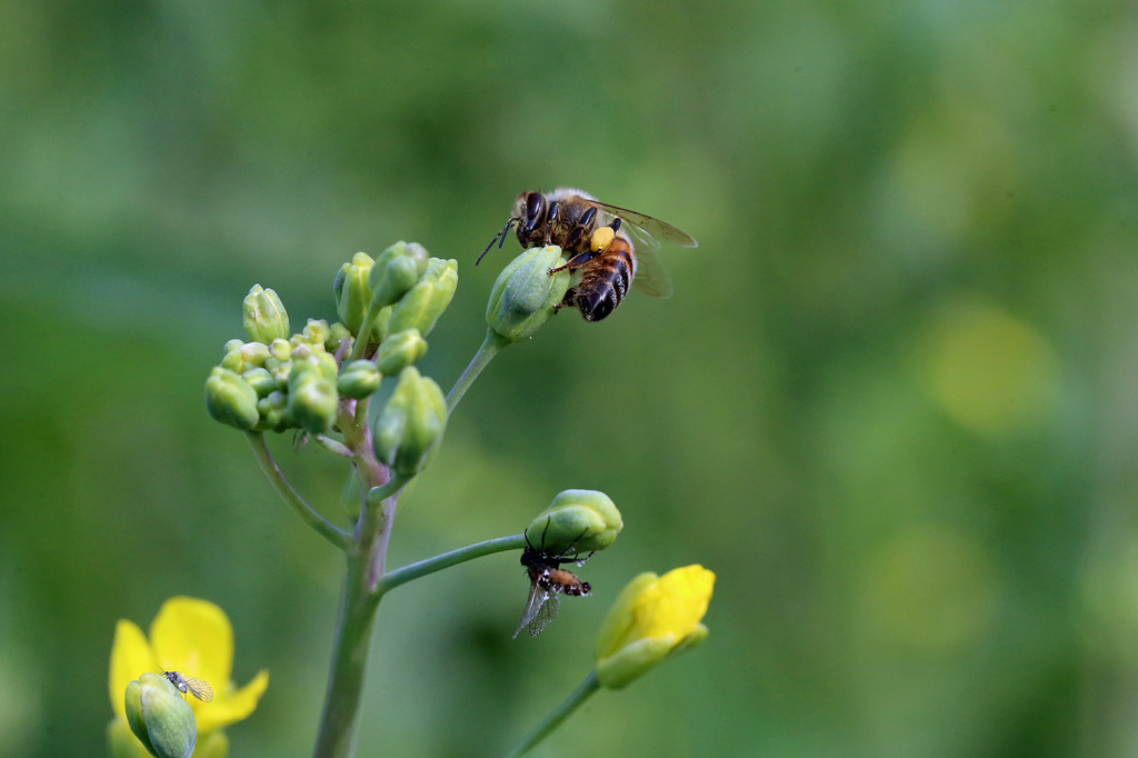 二匹で仲良く食事中