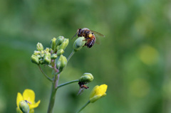 二匹で仲良く食事中