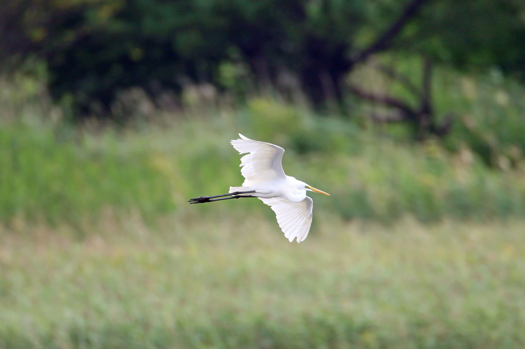 気持ちよさげに飛んでます