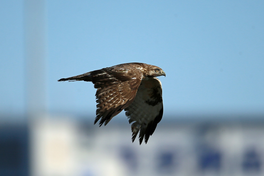 ノスリ定番写真