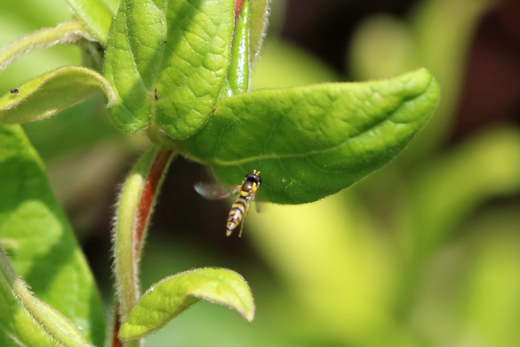 ハナアブホバリング-2