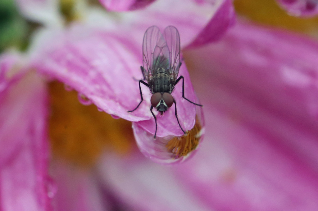 水滴の上に泊まってる？