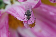 水滴の上に泊まってる？