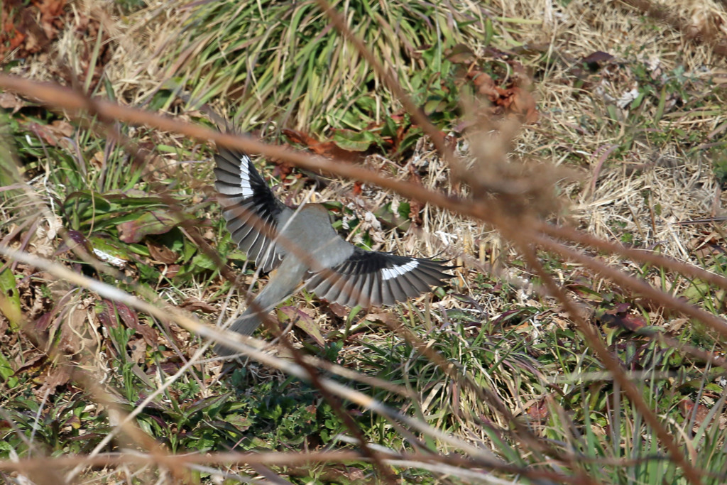 心霊写真頭なし