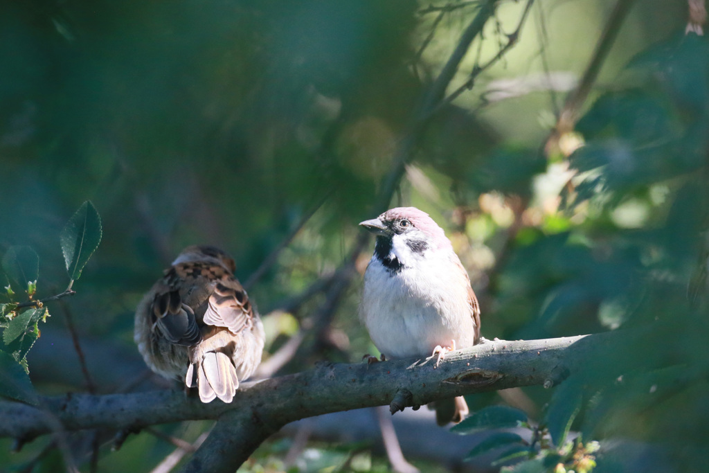 スズメシリーズ-5