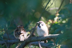 スズメシリーズ-5