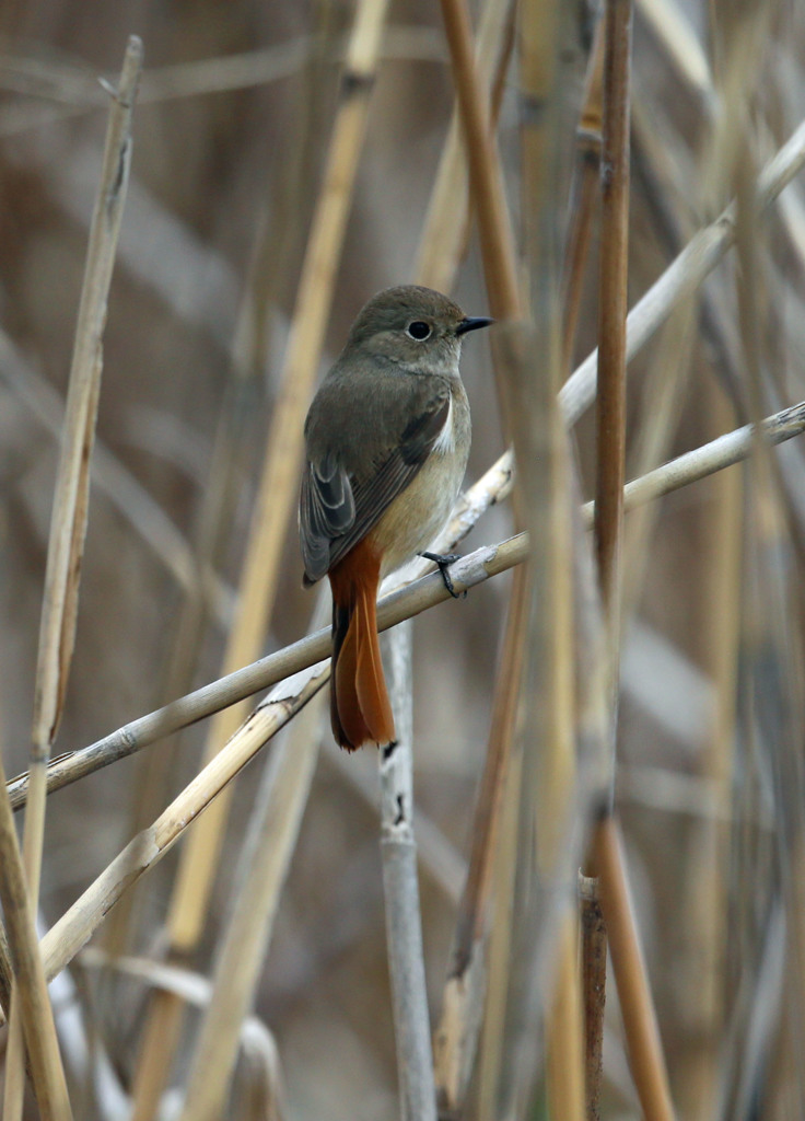 じょび子定番ポーズ