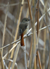 じょび子定番ポーズ