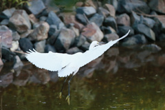 コサギシリーズ-4