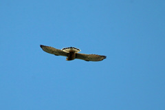 チョウゲンボウ-4