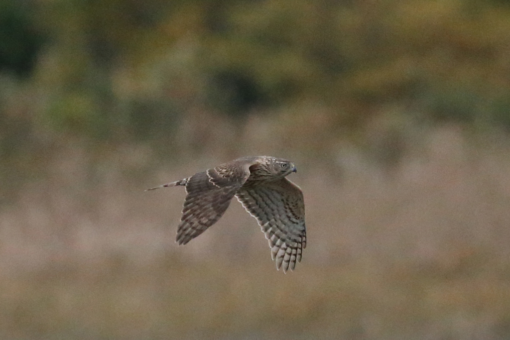 オオタカ幼鳥流し鳥-1