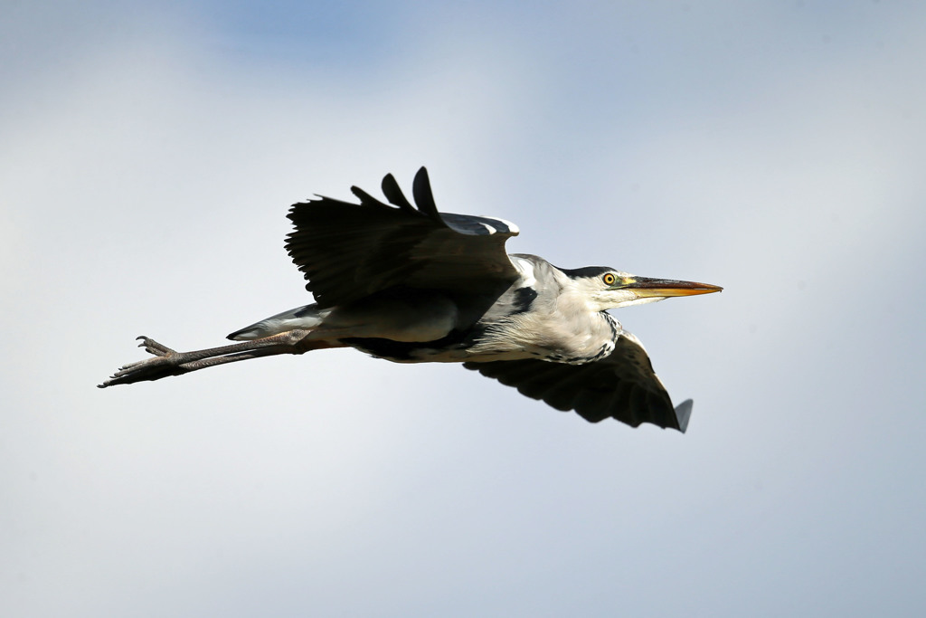 アオサギアップで