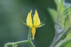 野菜の花その3