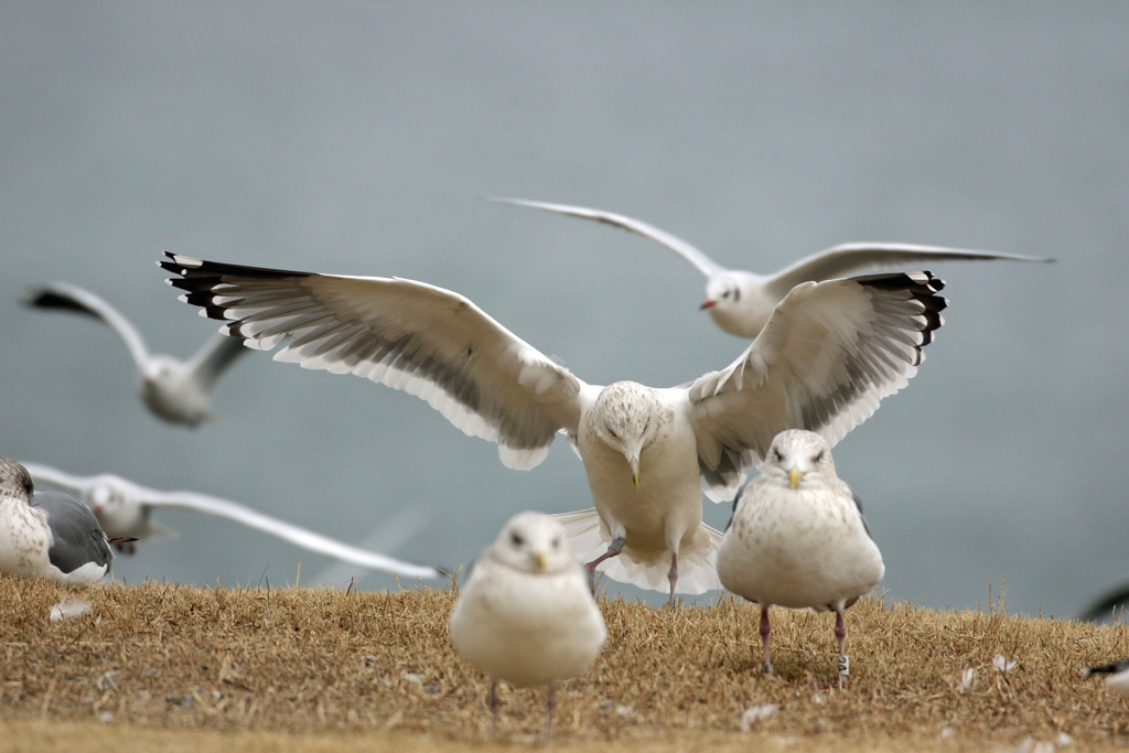 機嫌の悪いセグロカモメ