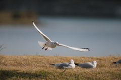 ユリカモメ飛び出しその3