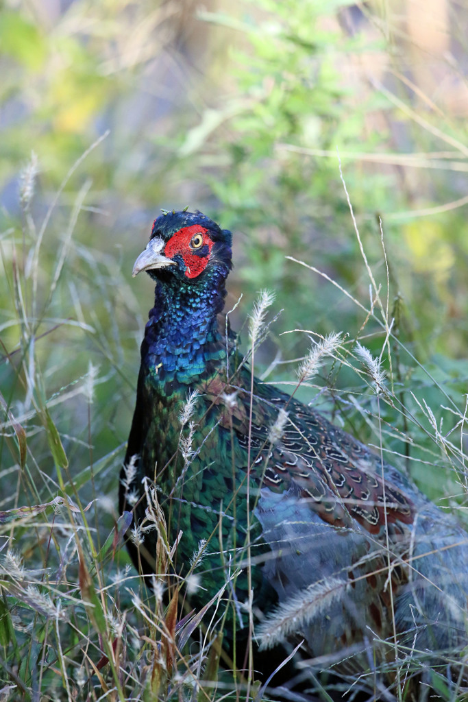 キジのポートレート