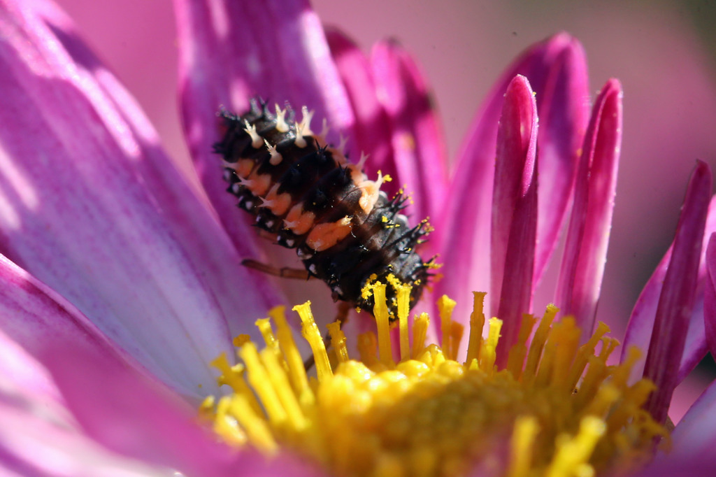 お弁当つけてるよ