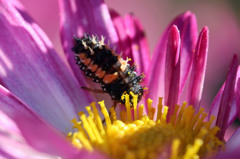 お弁当つけてるよ