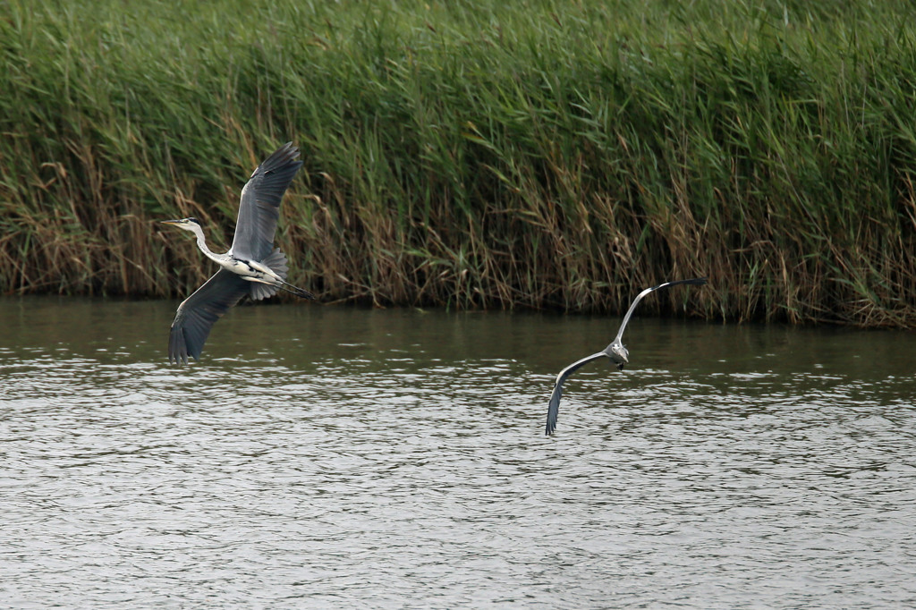あなた置いてかないで