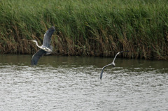 あなた置いてかないで