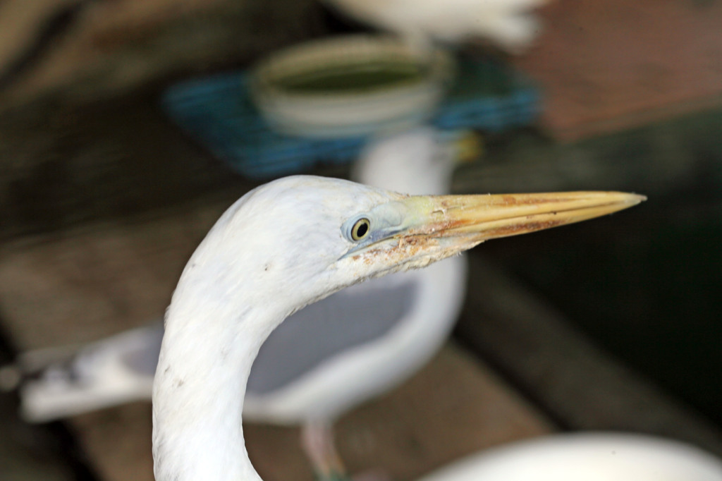 たぶんダイサギさん