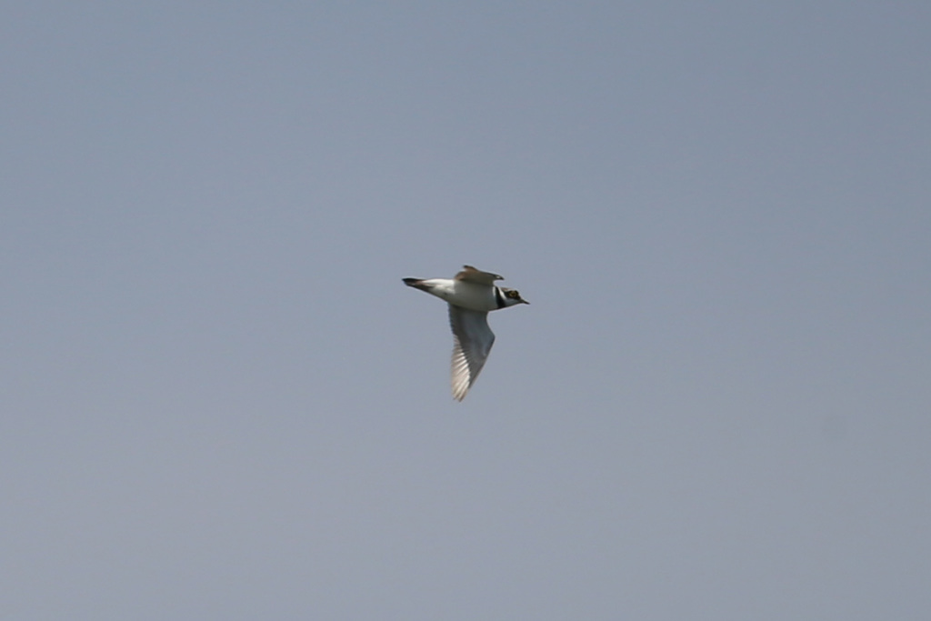 コチドリ飛行中-2