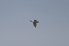 コチドリ飛行中-2