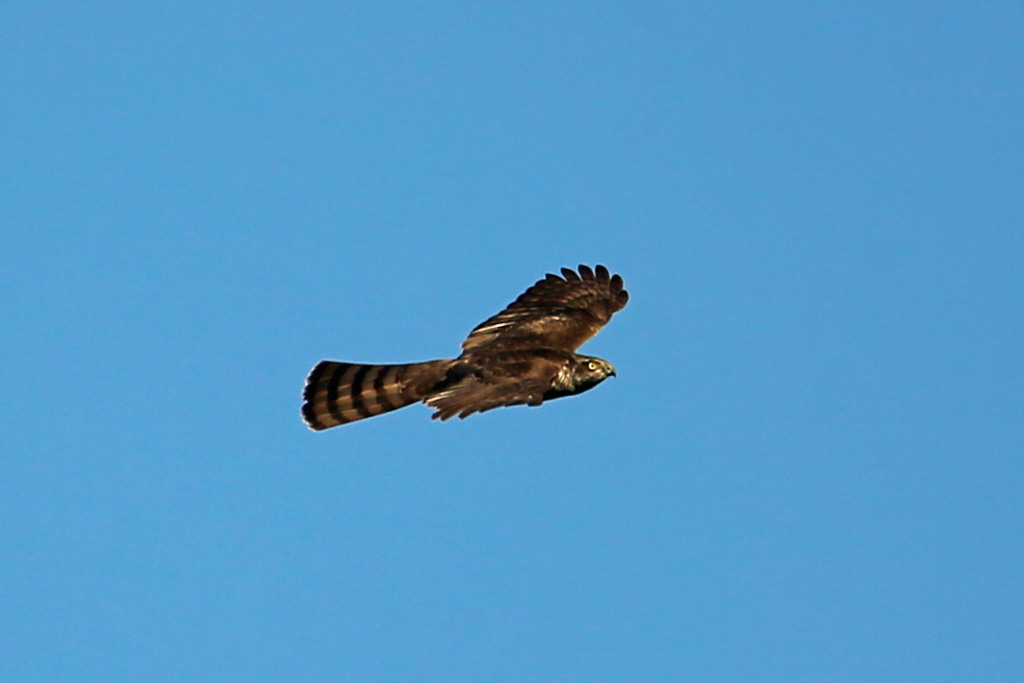 ハイタカの背中