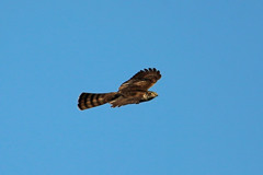 ハイタカの背中