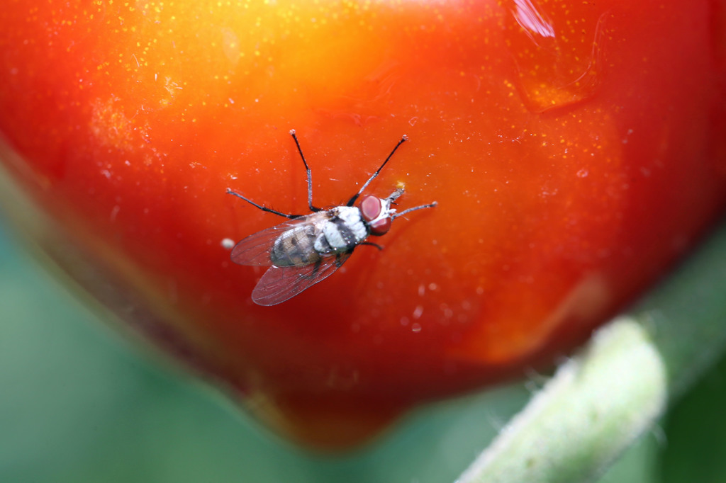 あトマトに虫さんが