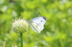 ネギボウズ人気-1