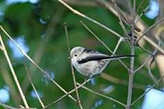 エナガ定番写真