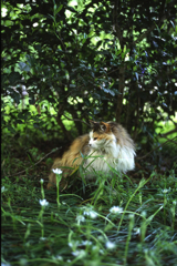 植物園のアイドル