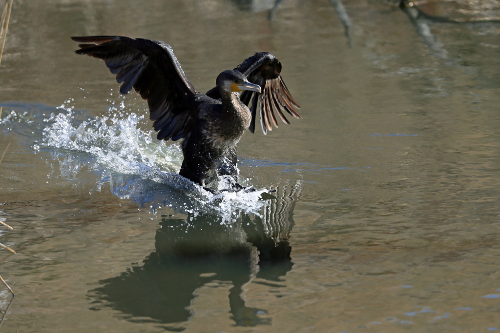 ウミウ着水