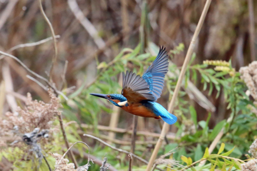 カワセミの飛び方その3