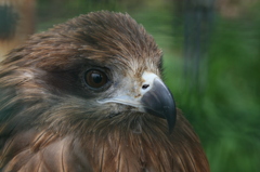 鳥さんのポートレート-1 鳥さんのポートレート-1