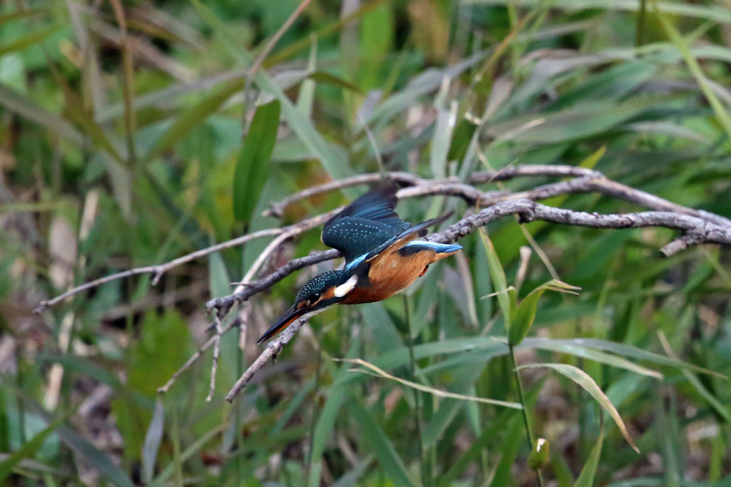 カワセミ飛び出し