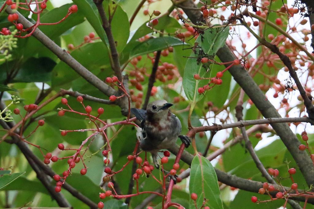 綺麗なモデルさん